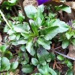 Viola tricolor leaf picture by Dennis Diels (cc-by-sa)