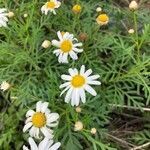 Argyranthemum haouarytheum flower picture by Mel Mun (cc-by-sa)