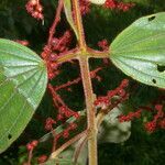 Leandra mexicana leaf picture by Nelson Zamora Villalobos (cc-by-nc)