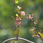 Heteropterys panamensis flower picture by Nelson Zamora Villalobos (cc-by-nc)