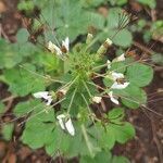 Cleome gynandra leaf picture by Arvind Kulkarni (cc-by-sa)