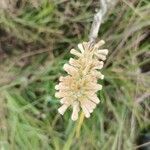Pterocaulon alopecuroides flower picture by cristian gaviria londoño (cc-by-sa)