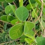 Macrotyloma uniflorum leaf picture by susan brown (cc-by-sa)