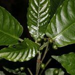 Psychotria jimenezii leaf picture by Nelson Zamora Villalobos (cc-by-nc)