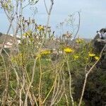 Sonchus leptocephalus flower picture by Daniel schefer (cc-by-sa)