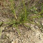 Eleusine indica habit picture by Quiñoy Yago (cc-by-sa)