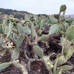 Opuntia littoralis leaf picture by Henry Broeska (cc-by-sa)