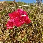 Bougainvillea spectabilis flower picture by Sérgio Sérgio (cc-by-sa)