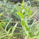 Hypericum lanceolatum leaf picture by caroline simon (cc-by-sa)