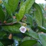 Diospyros texana flower picture by el_smokito el_smokito (cc-by-sa)
