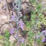 Teucrium creticum flower picture by Irina Lubarsky (cc-by-sa)