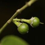 Banara guianensis fruit picture by R. Tournebize (cc-by-sa)