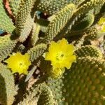 Opuntia microdasys flower picture by michele sisto (cc-by-sa)