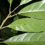 Chrysophyllum venezuelanense leaf picture by Nelson Zamora Villalobos (cc-by-nc)