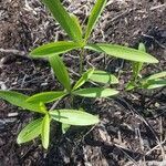 Lilium michiganense leaf picture by ridgetownrick (cc-by-sa)