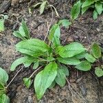 Echinacea purpurea habit picture by Aleah Simpson (cc-by-sa)