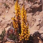 Cistanche phelypaea habit picture by Martin Love (cc-by-sa)