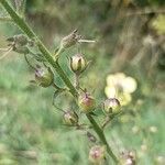 Verbascum blattaria fruit picture by huy HO (cc-by-sa)