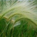 Hordeum jubatum leaf picture by Marianne Morency-Landry (cc-by-sa)