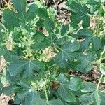 Cnidoscolus urens habit picture by Trap Hers (cc-by-sa)