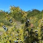 Juniperus communis fruit picture by Simon Gittins (cc-by-sa)
