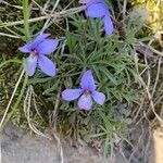 Viola pedata flower picture by beth boak (cc-by-sa)