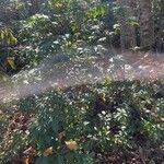 Kalmia latifolia habit picture by Avery John (cc-by-sa)