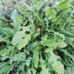 Centaurea aspera leaf picture by Vanda Mameli (cc-by-sa)