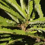 Machaerium cirrhiferum leaf picture by Nelson Zamora Villalobos (cc-by-nc)