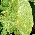 Rumex alpinus leaf picture by Raffaello 2 Garofalo (cc-by-sa)