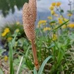 Equisetum arvense flower picture by Анна Бердус (cc-by-sa)