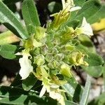 Teucrium montanum flower picture by Zioivan Beirut (cc-by-sa)