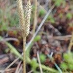 Lycopodium clavatum habit picture by Yoan MARTIN (cc-by-sa)
