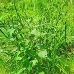 Scrophularia nodosa habit picture by Re He (cc-by-sa)
