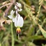 Solanum lyratum flower picture by 道草 (cc-by-sa)
