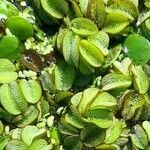 Salvinia biloba leaf picture by Trap Hers (cc-by-sa)