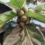 Ficus lyrata fruit picture by Dieter Albrecht (cc-by-sa)