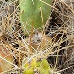 Cumulopuntia boliviana leaf picture by Trap Hers (cc-by-sa)