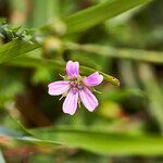 Erodium botrys flower picture by Aurélia et JChris Courte-Barbary (cc-by-sa)