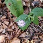 Knautia drymeia flower picture by Pannonia Tepov (cc-by-sa)