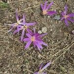 Colchicum montanum flower picture by Alexandra Dall (cc-by-sa)