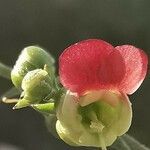 Scrophularia lucida flower picture by Angelos (cc-by-sa)