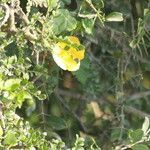 Abutilon sonneratianum flower picture by Maarten Vanhove (cc-by-sa)