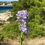 Campanula pyramidalis flower picture by Vita Moltedo (cc-by-sa)