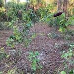 Callicarpa americana habit picture by Collados Ana (cc-by-sa)