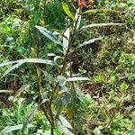 Asclepias curassavica habit picture by Trap Hers (cc-by-sa)
