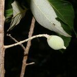 Styrax argenteus fruit picture by Nelson Zamora Villalobos (cc-by-nc)