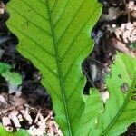 Quercus pachyloma leaf picture by Dieter Albrecht (cc-by-sa)