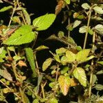 Melochia melissifolia habit picture by Nelson Zamora Villalobos (cc-by-nc)