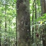 Cassipourea guianensis habit picture by D. Frame (cc-by-sa)